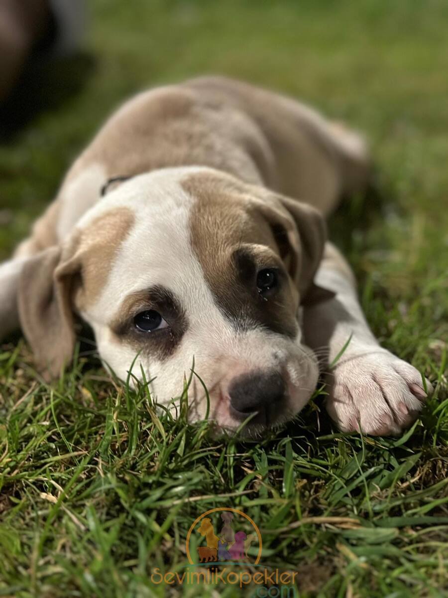 satılık American Bully fiyatı