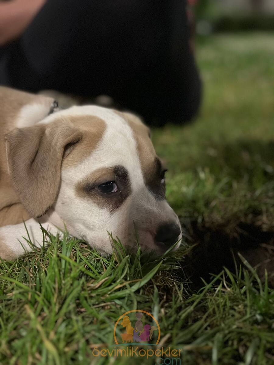 satılık American Bully ikinci fotoğrafı