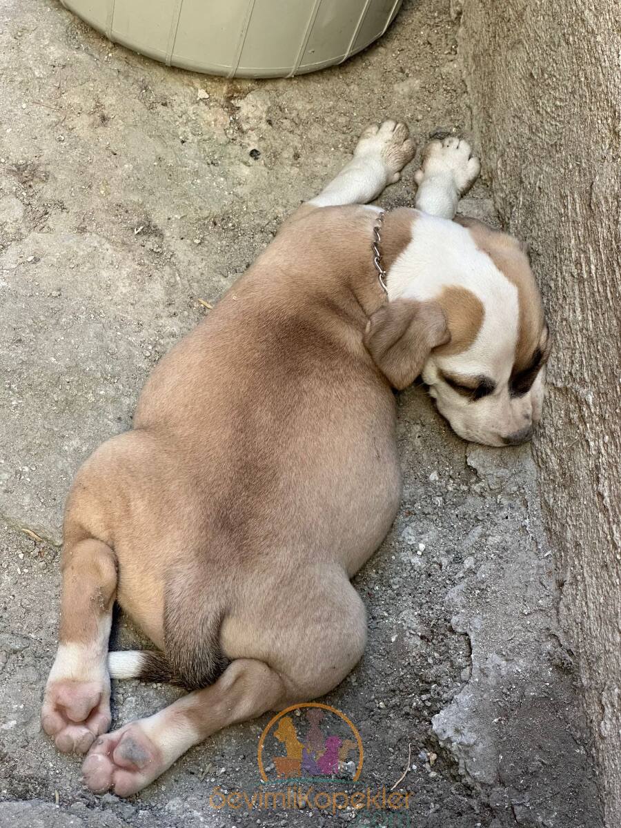 satılık American Bully üçüncü fotoğrafı