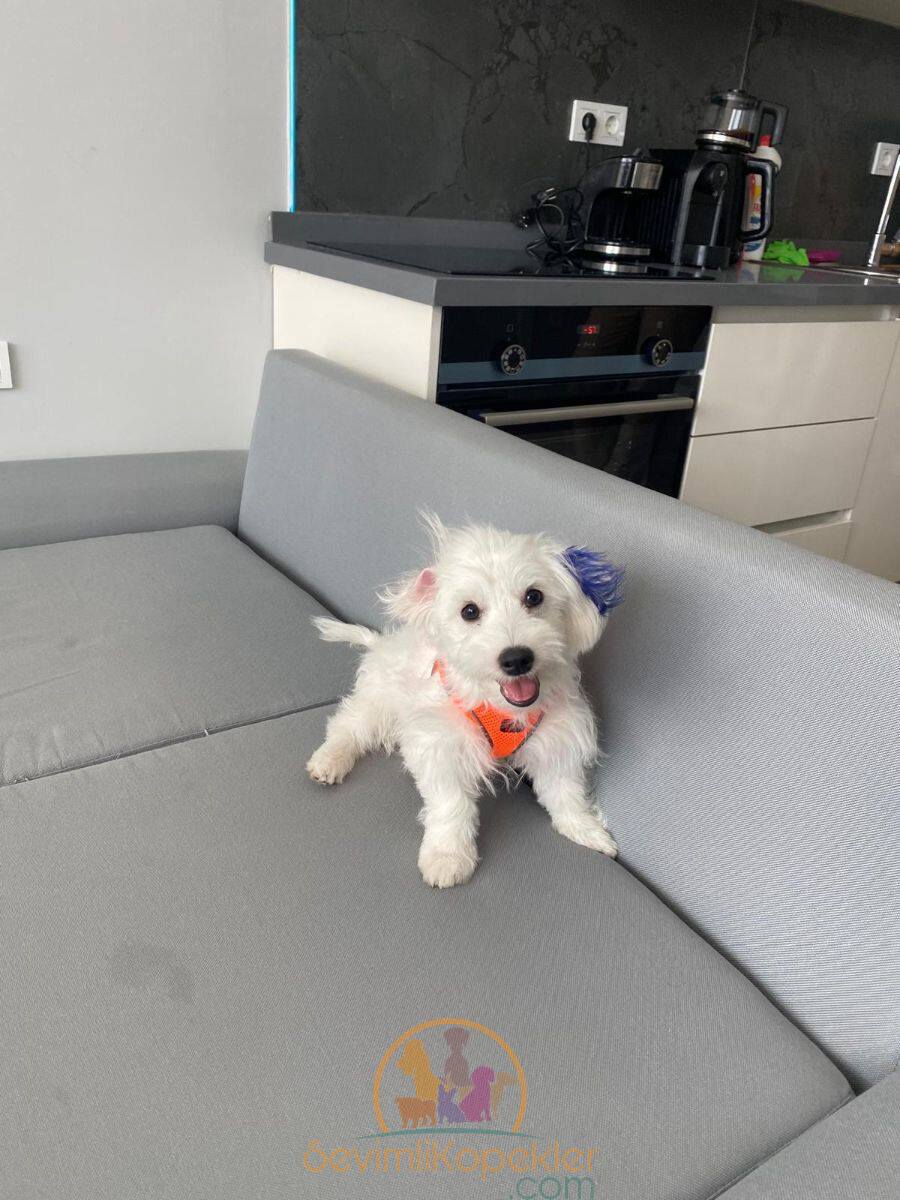 satılık Terrier Maltese fiyatı