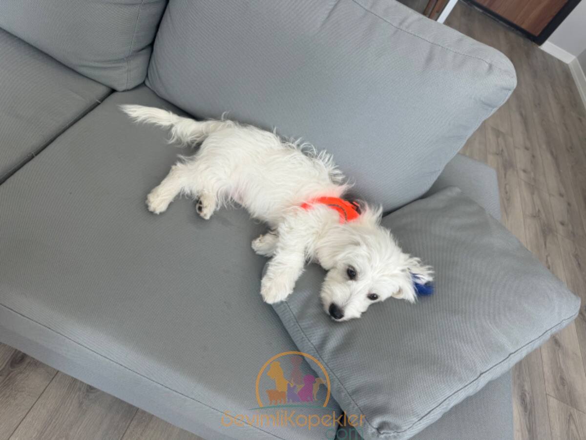 satılık Terrier Maltese dördüncü fotoğrafı