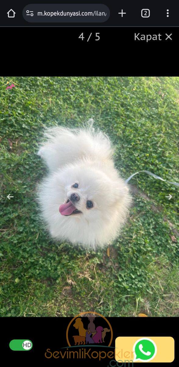 satılık Pomeranian fiyatı