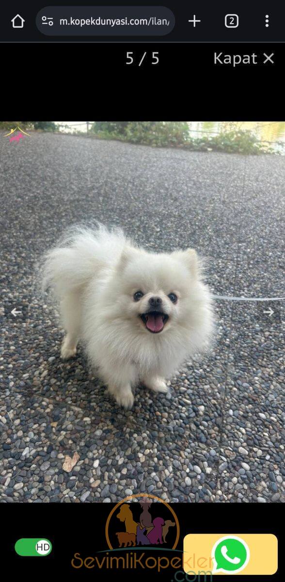 satılık Pomeranian ikinci fotoğrafı