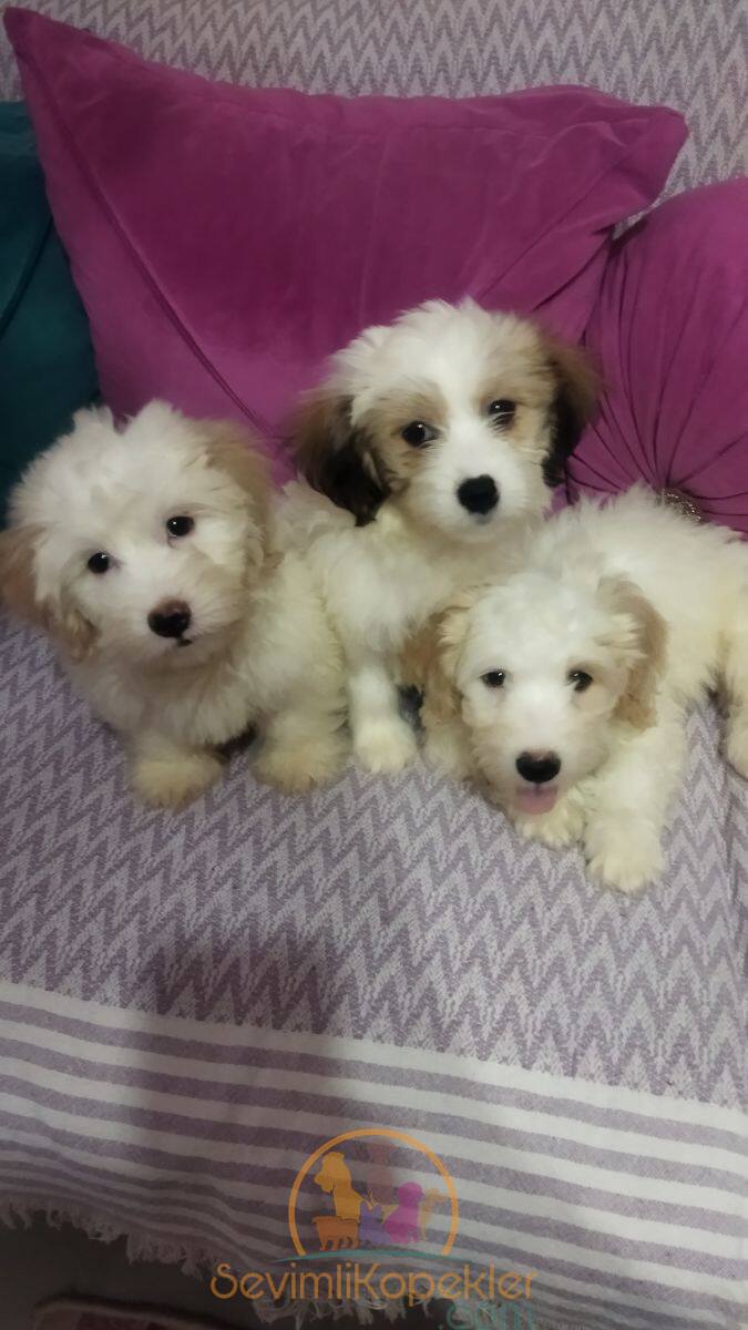 satılık Maltipoo ikinci fotoğrafı