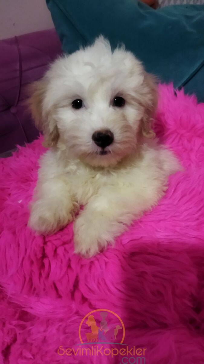 satılık Maltipoo dördüncü fotoğrafı