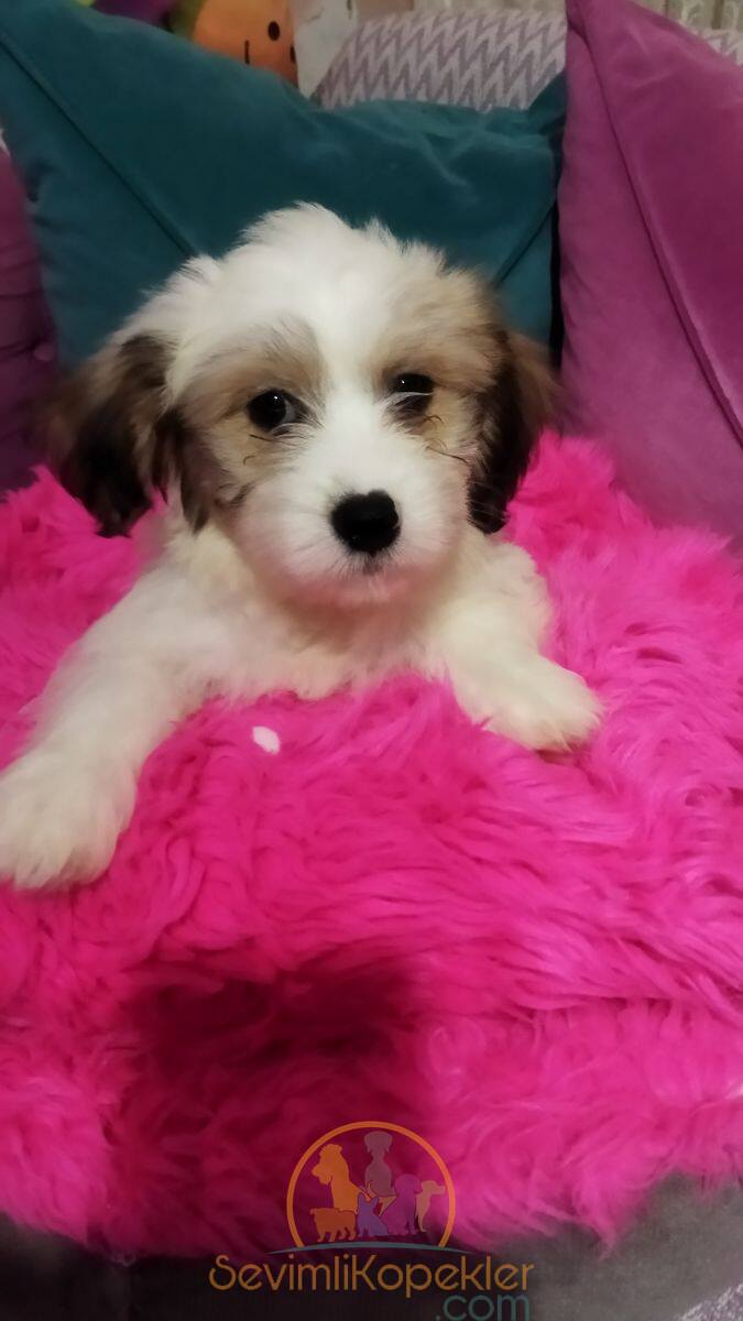 satılık Maltipoo ikinci fotoğrafı