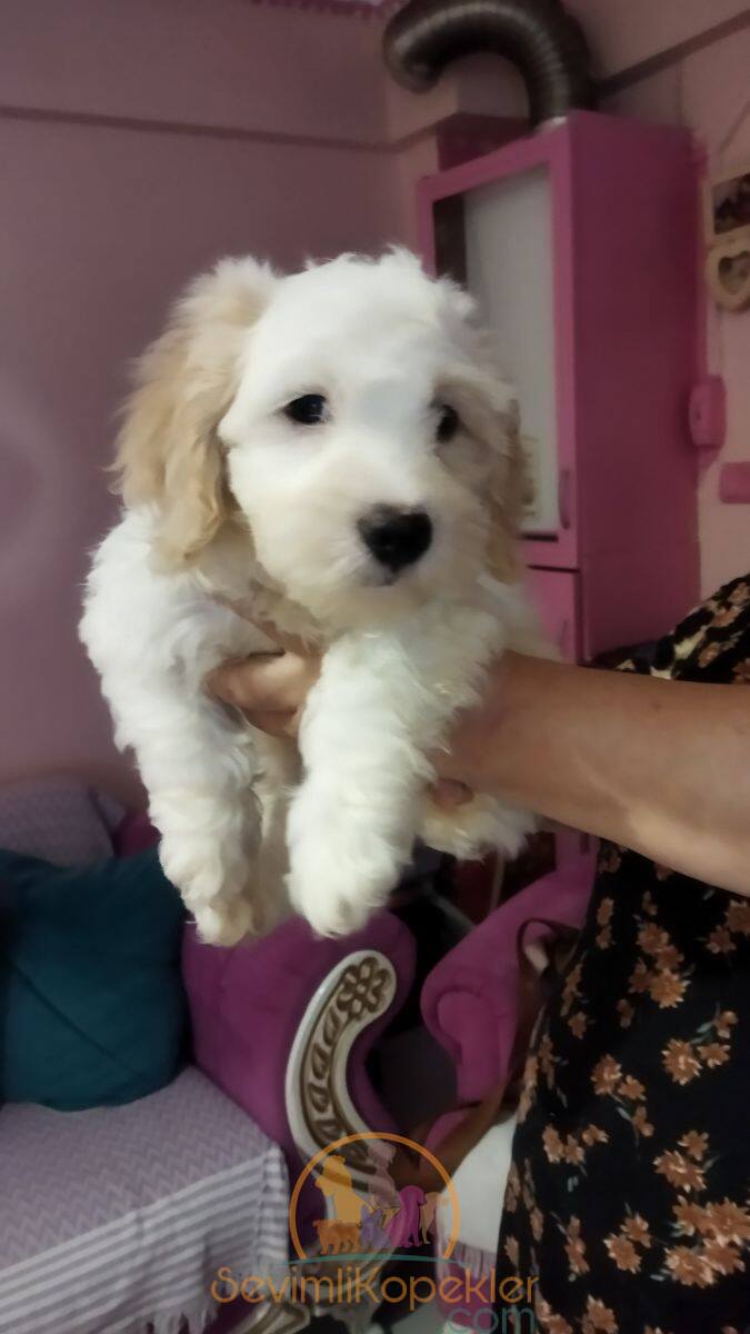 satılık Maltipoo dördüncü fotoğrafı