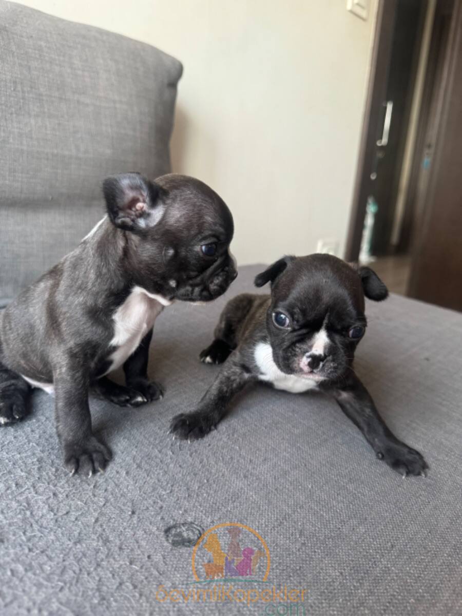 satılık French Bulldog üçüncü fotoğrafı