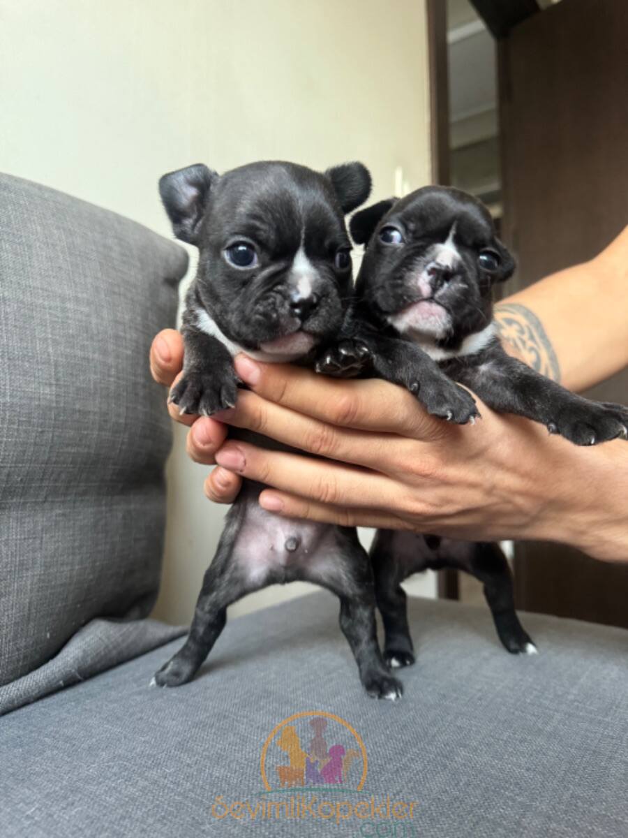 satılık French Bulldog üçüncü fotoğrafı