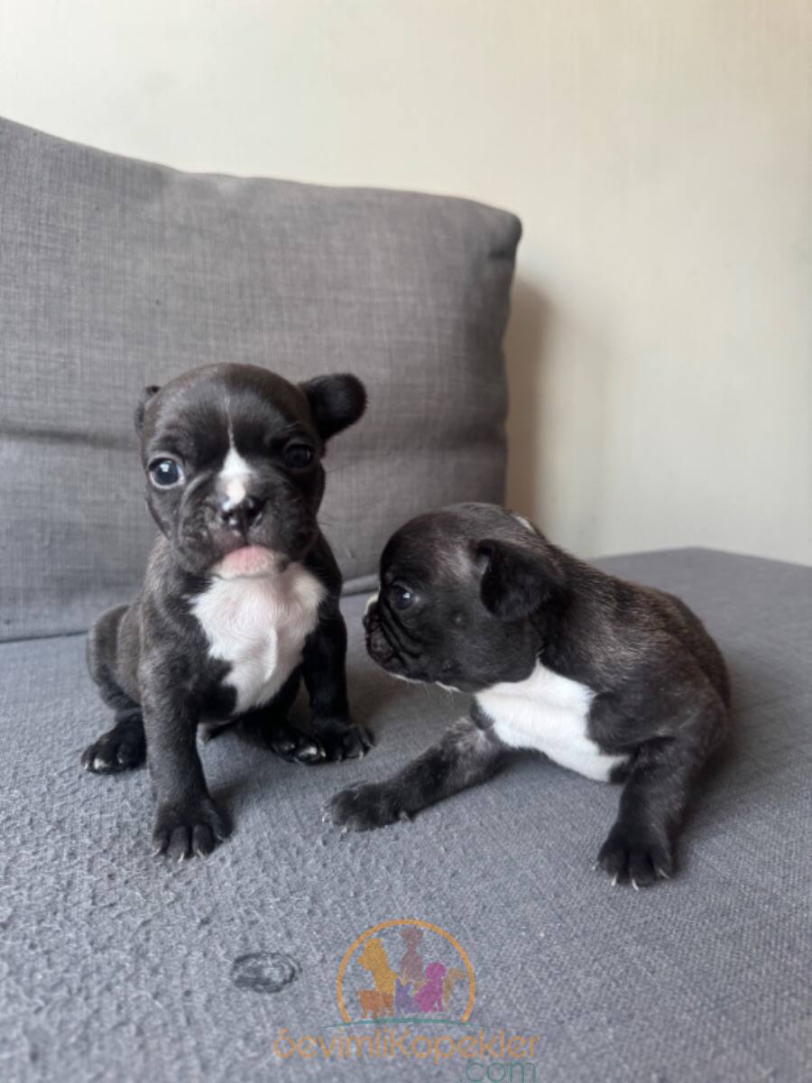 satılık French Bulldog dördüncü fotoğrafı