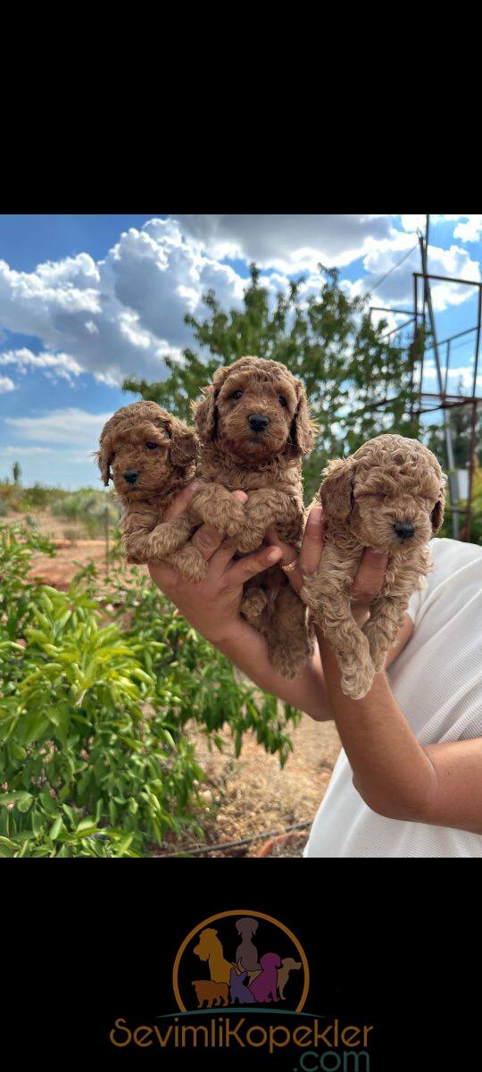 satılık Poodle Toy üçüncü fotoğrafı