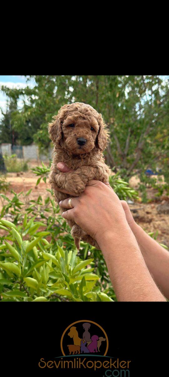 satılık Poodle Toy dördüncü fotoğrafı