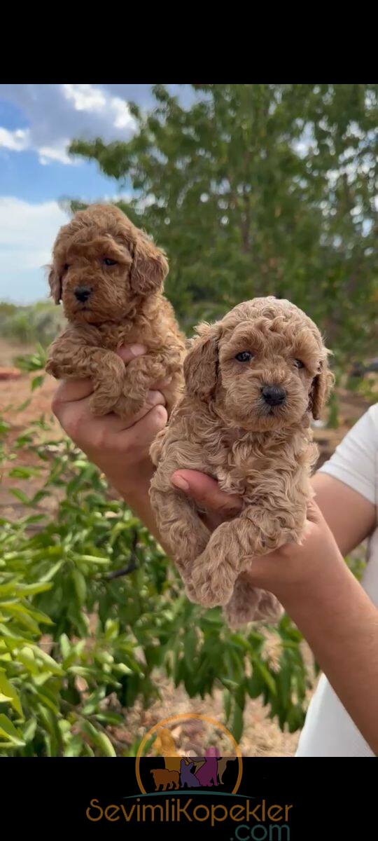 satılık Poodle Toy fiyatı