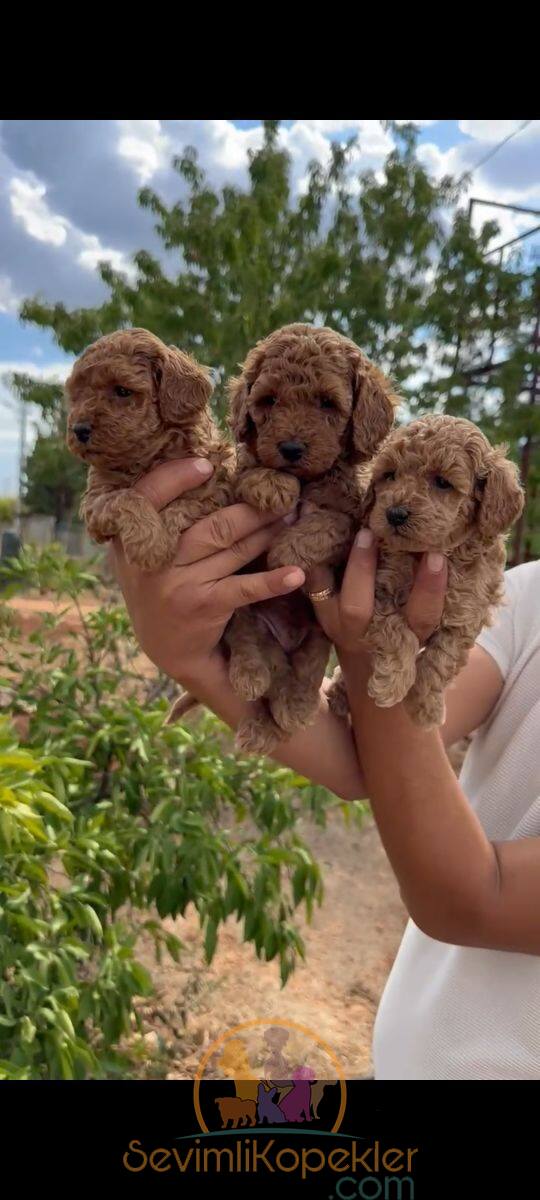 satılık Poodle Toy ikinci fotoğrafı