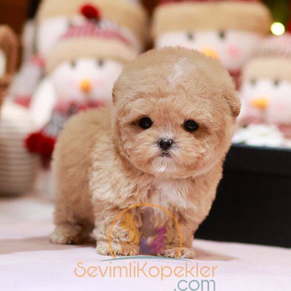 satılık Maltipoo fiyatı