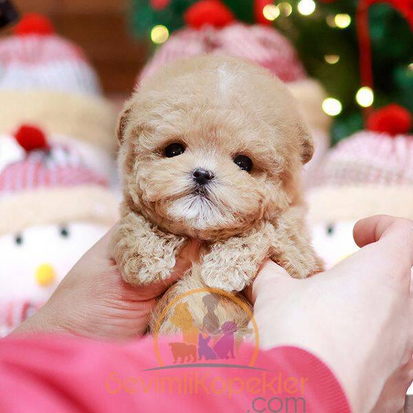 satılık Maltipoo üçüncü fotoğrafı