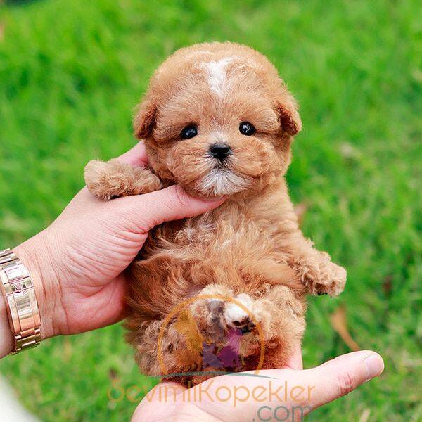 satılık Poodle Toy ikinci fotoğrafı