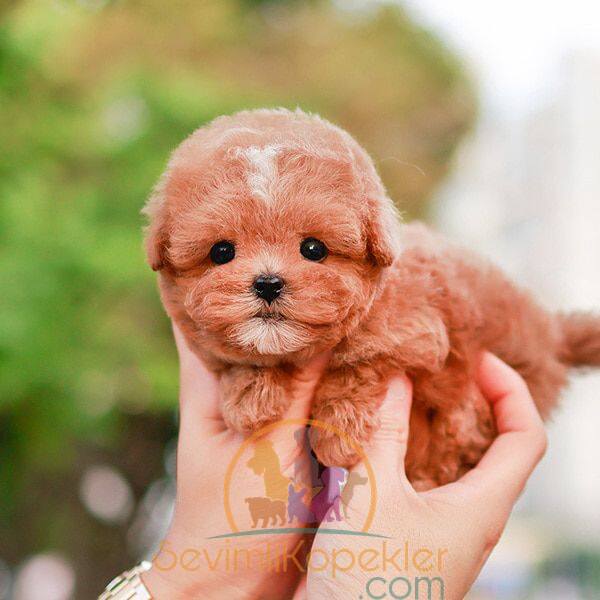 satılık Poodle Toy üçüncü fotoğrafı