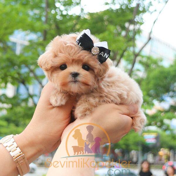 satılık Maltipoo fiyatı