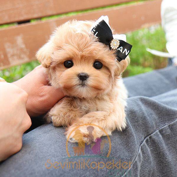 satılık Maltipoo ikinci fotoğrafı