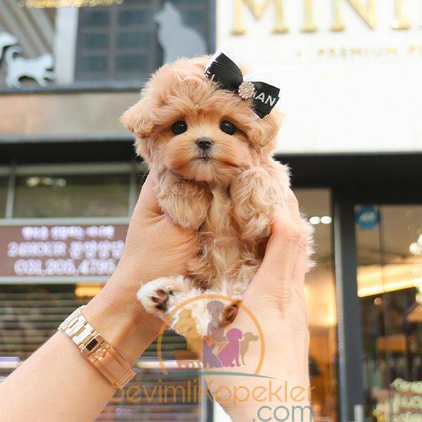 satılık Maltipoo üçüncü fotoğrafı