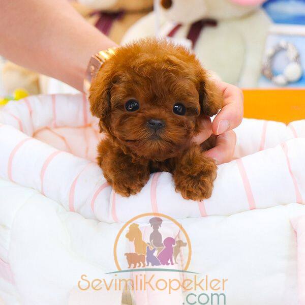 satılık Poodle Toy üçüncü fotoğrafı