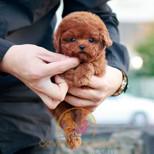 satılık Poodle Toy fiyatı