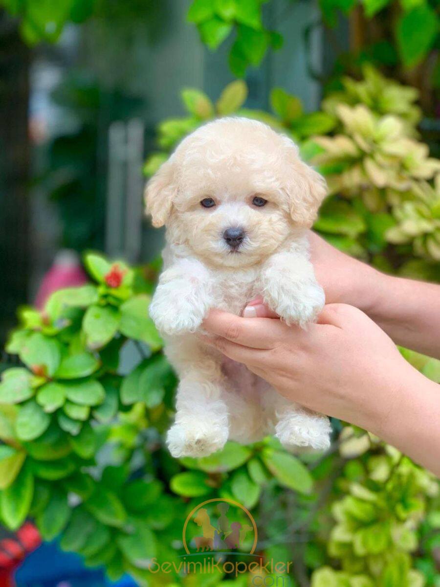 satılık Maltipoo fiyatı