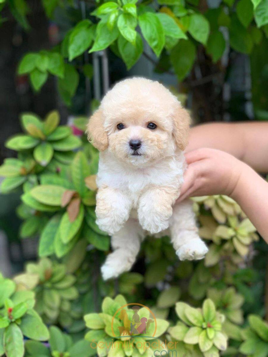 satılık Maltipoo ikinci fotoğrafı