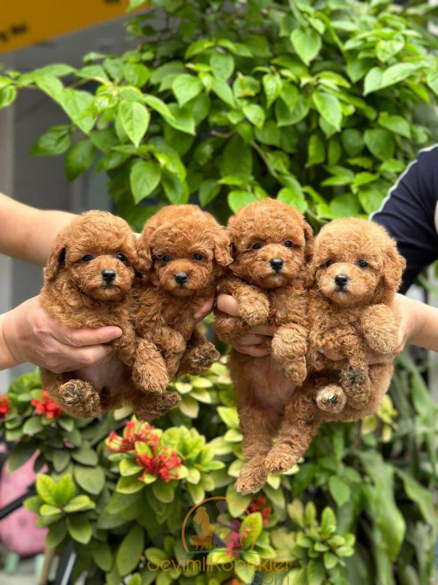 satılık Poodle Toy fiyatı