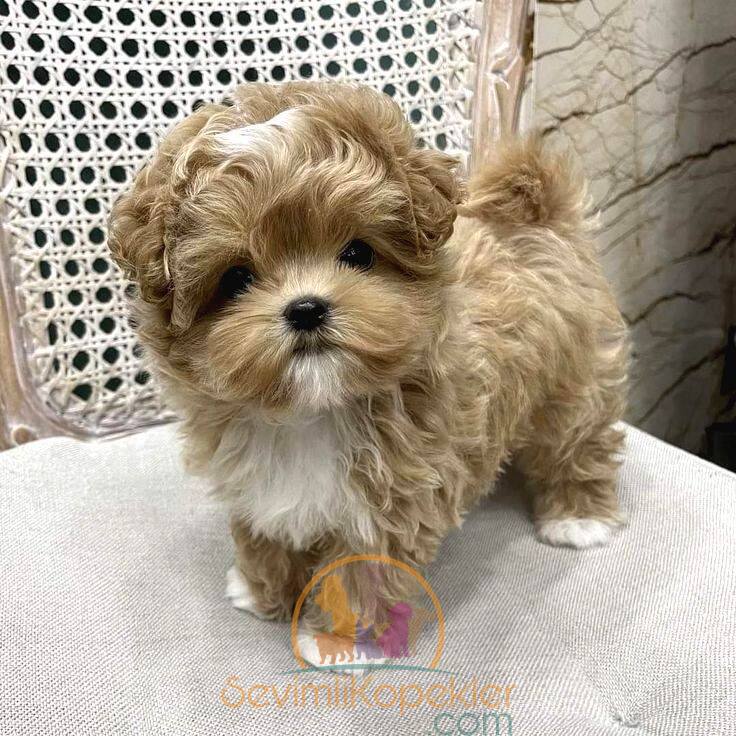 satılık Maltipoo fiyatı