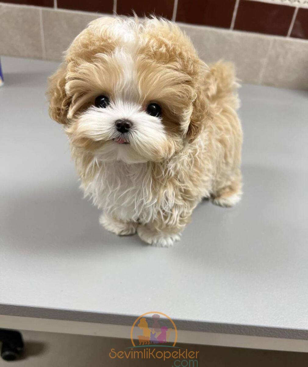 satılık Maltipoo ikinci fotoğrafı