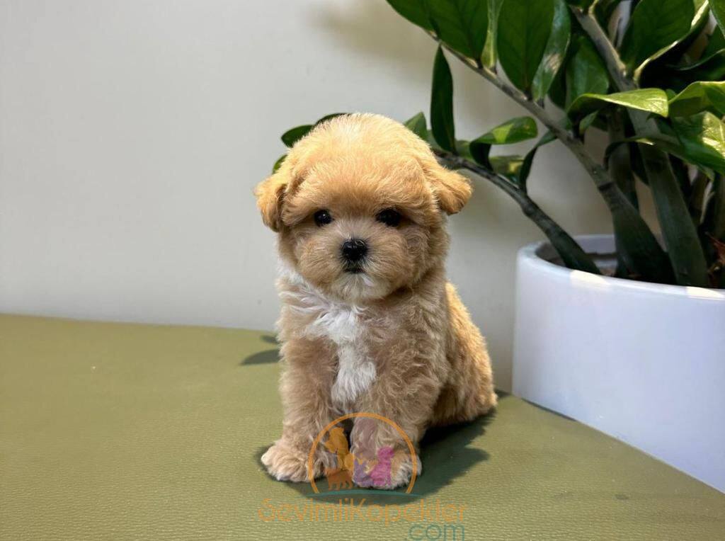 satılık Maltipoo üçüncü fotoğrafı