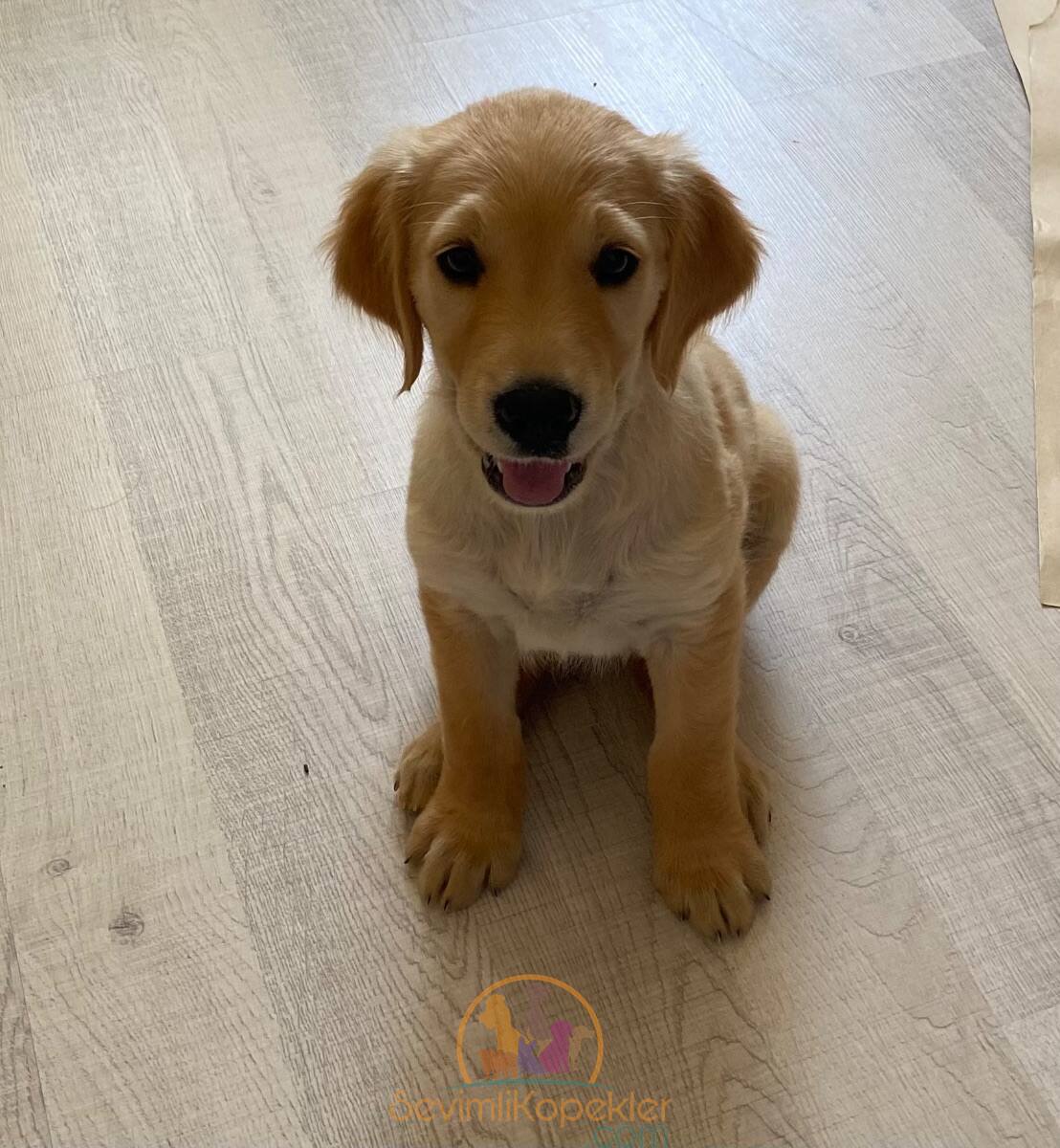 satılık Golden Retriever üçüncü fotoğrafı