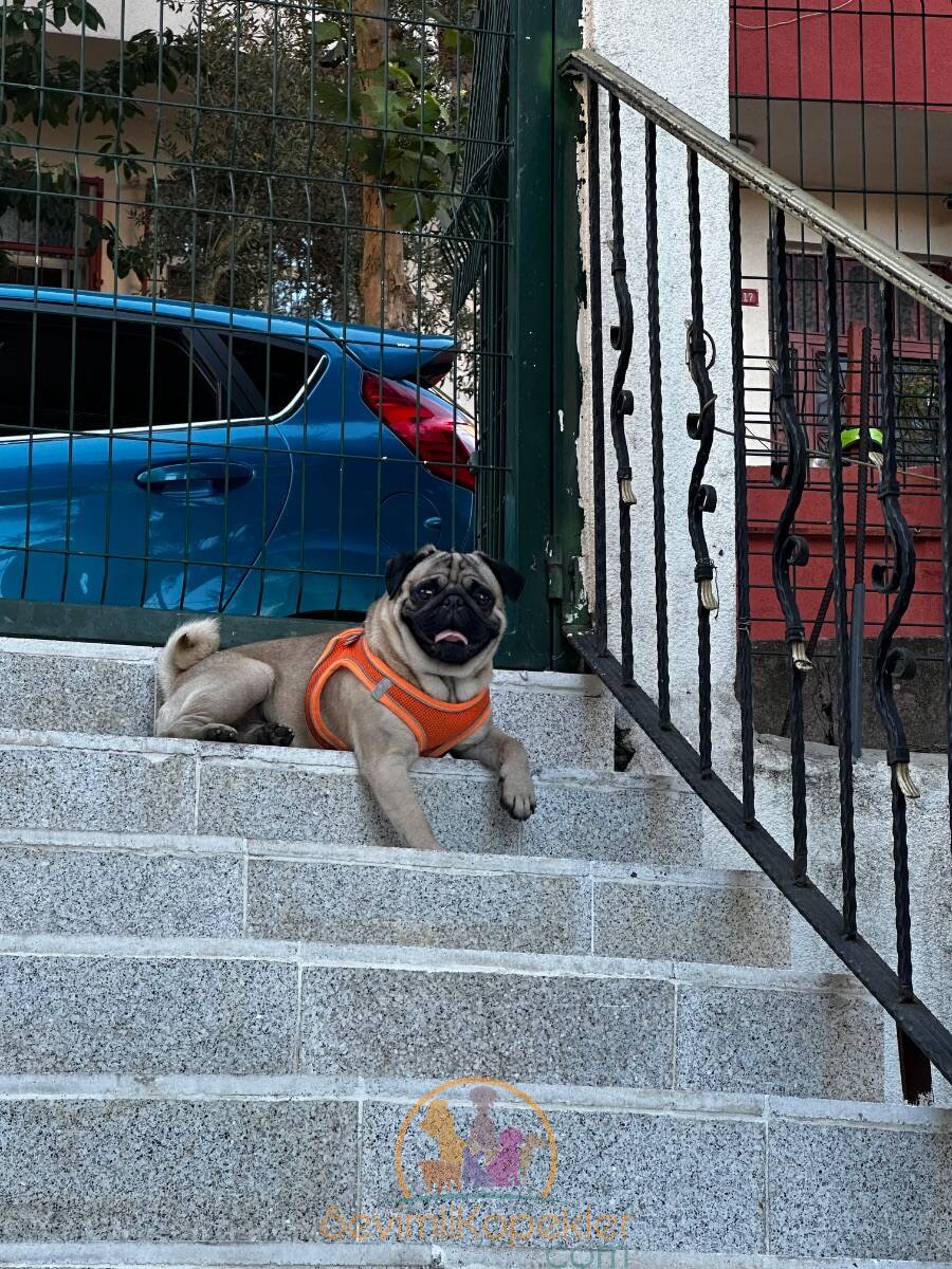 satılık Pug üçüncü fotoğrafı