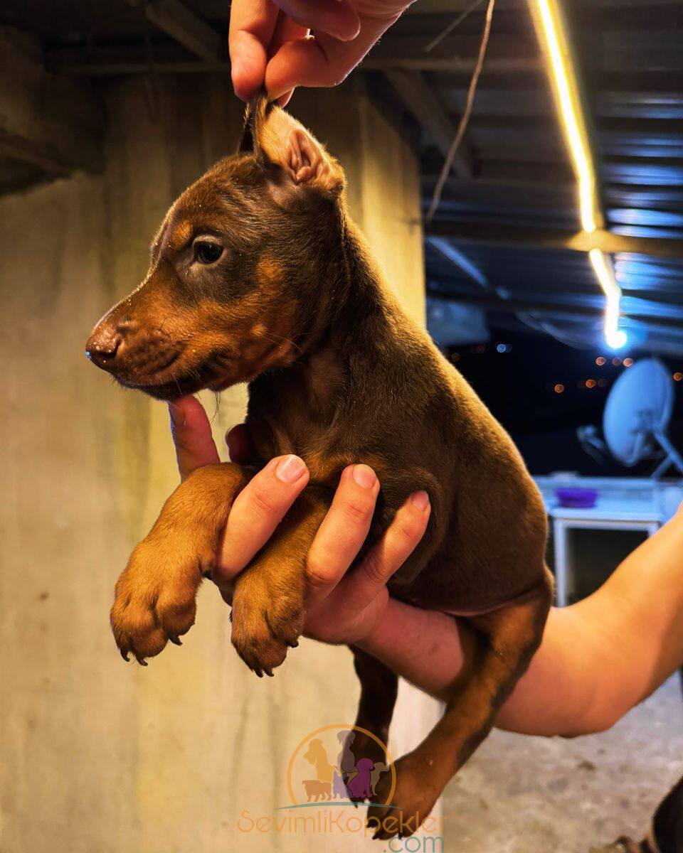 satılık Doberman ikinci fotoğrafı