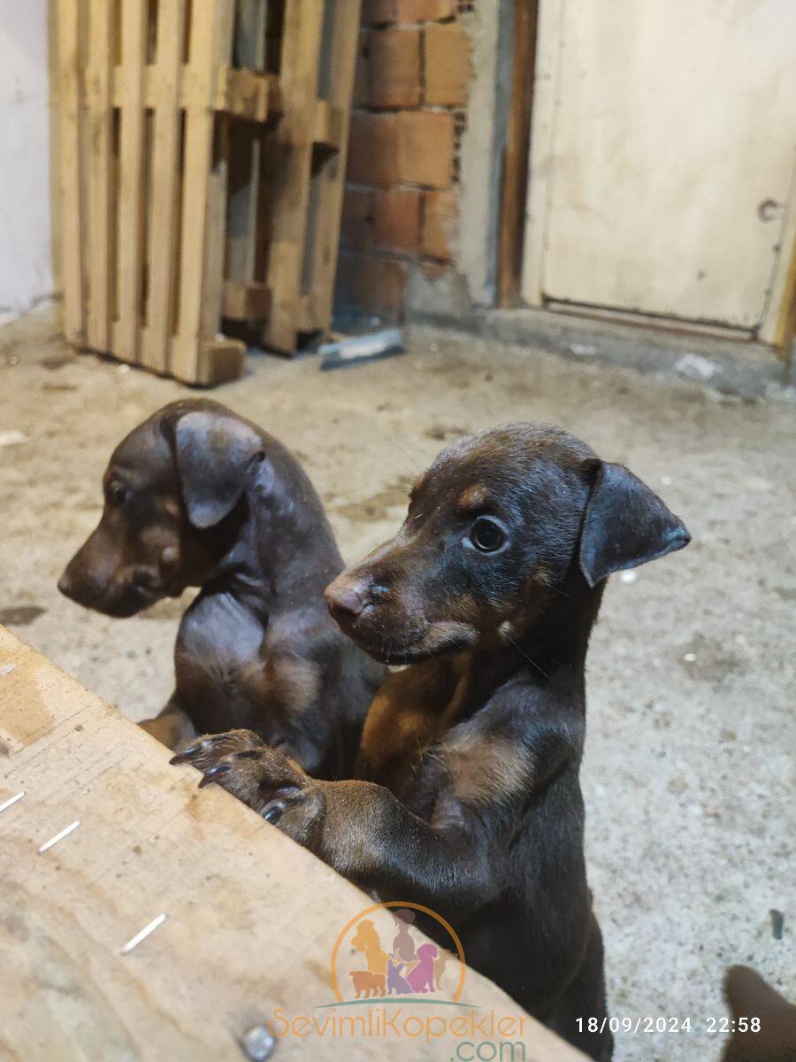 satılık Doberman dördüncü fotoğrafı