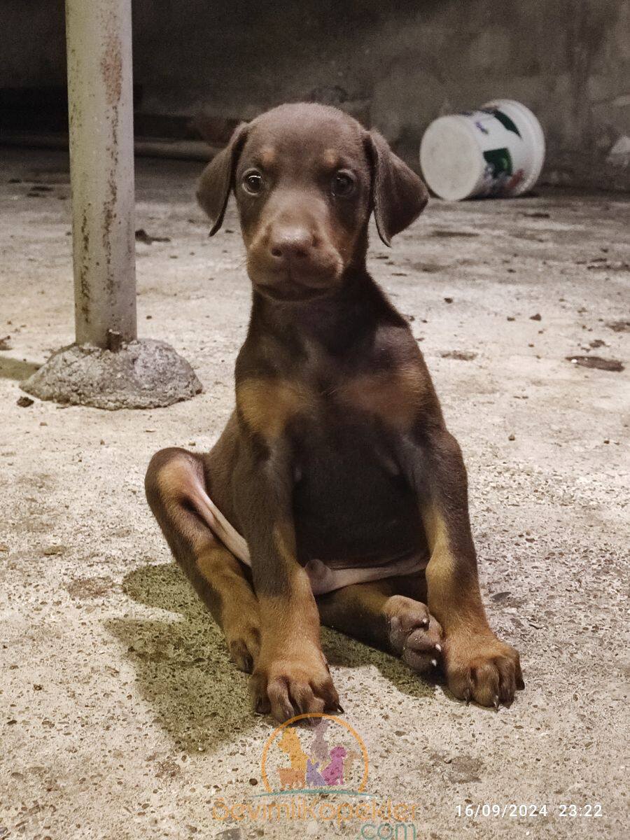 satılık Doberman beşinci fotoğrafı