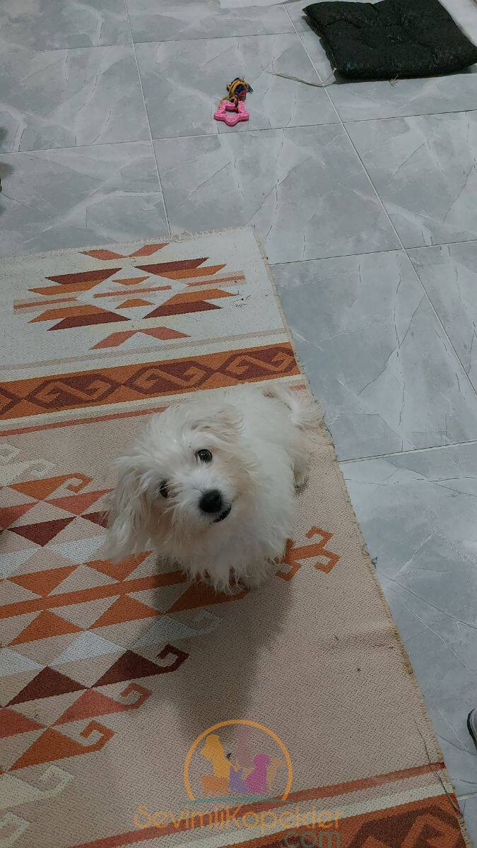 satılık Terrier Maltese fiyatı