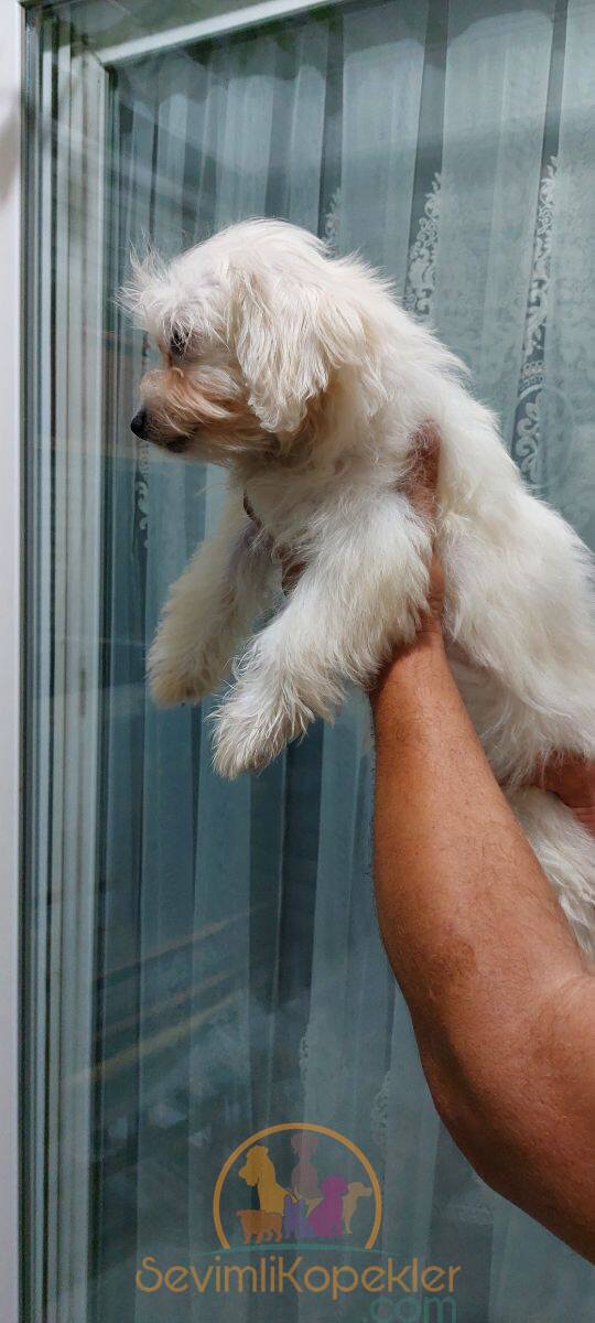 satılık Terrier Maltese üçüncü fotoğrafı