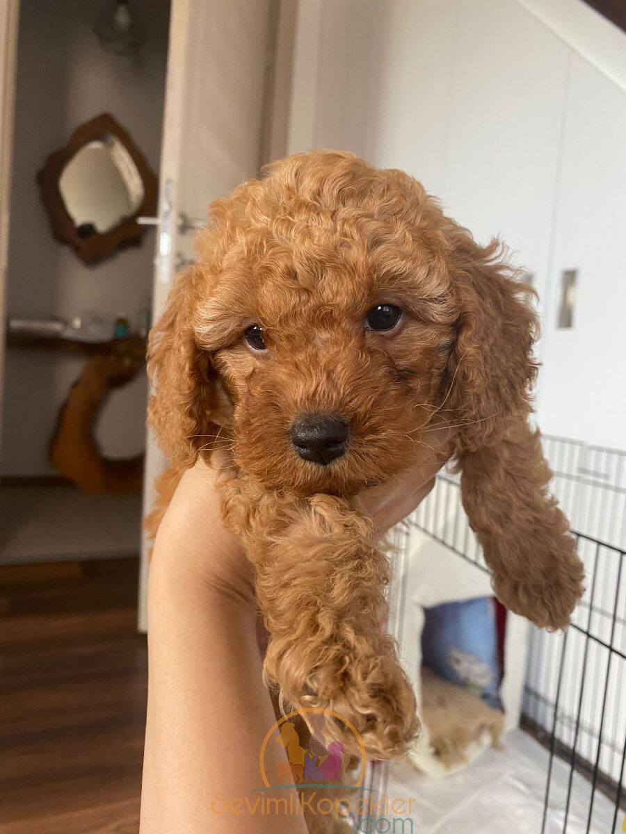 satılık Poodle Toy ikinci fotoğrafı