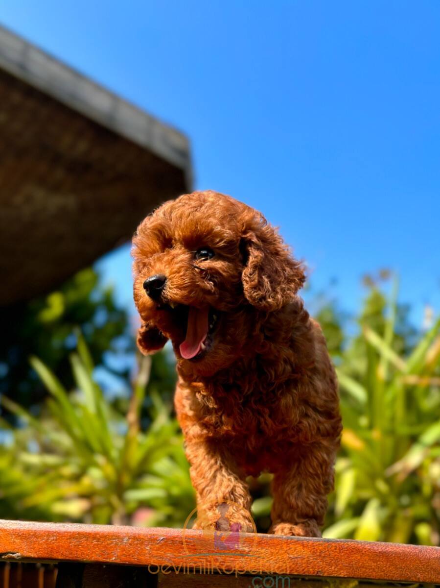 satılık Poodle Toy üçüncü fotoğrafı