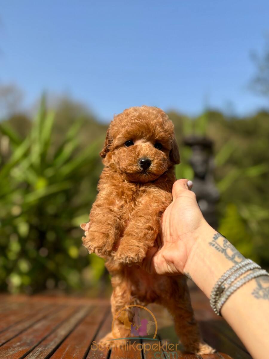 satılık Poodle Toy fiyatı