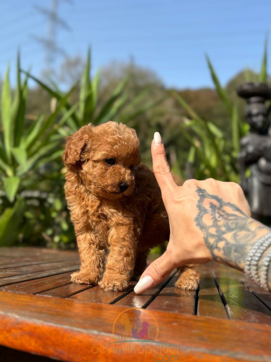 satılık Poodle Toy ikinci fotoğrafı