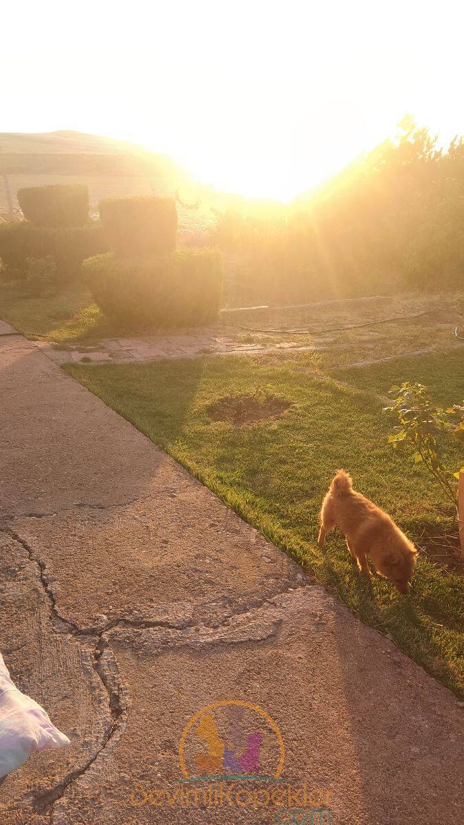 satılık Pomeranian ikinci fotoğrafı