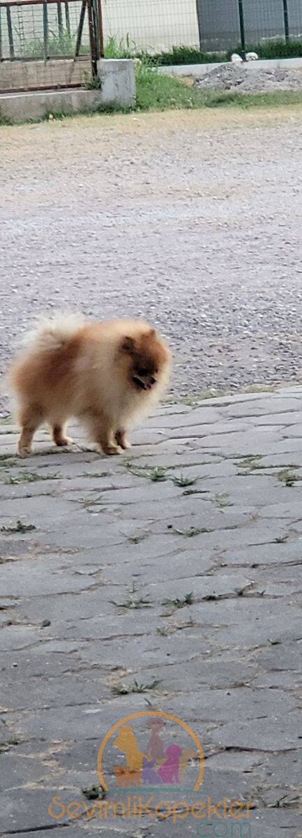 satılık Pomeranian üçüncü fotoğrafı