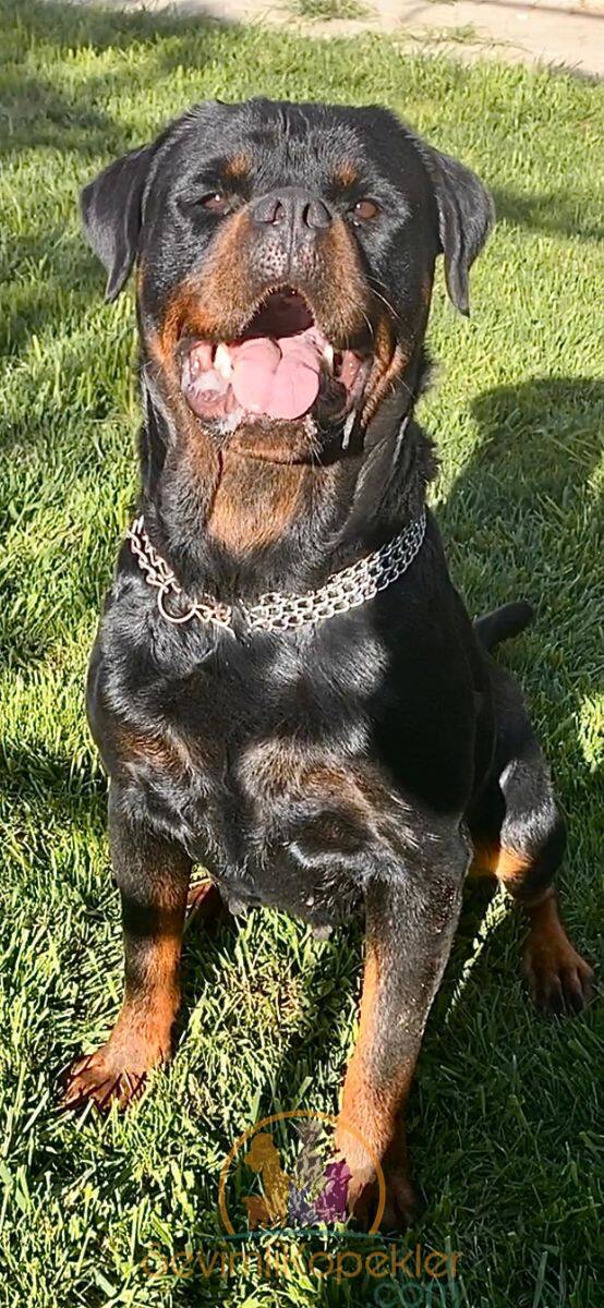 satılık Rottweiler ikinci fotoğrafı