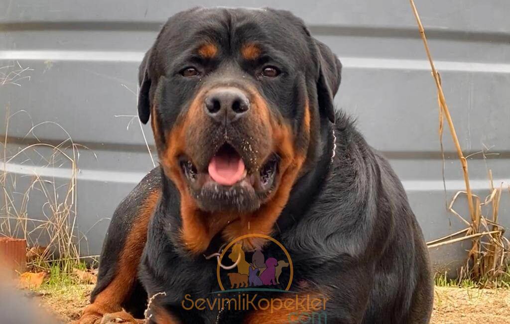 satılık Rottweiler fiyatı