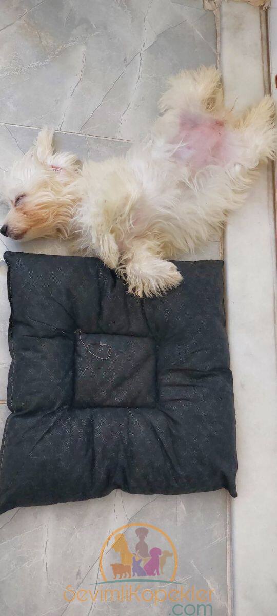 satılık Terrier Maltese ikinci fotoğrafı