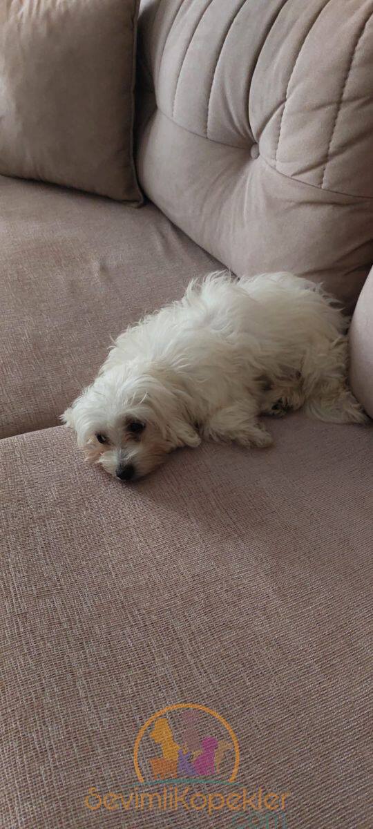 satılık Terrier Maltese üçüncü fotoğrafı